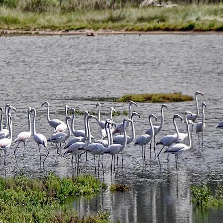 Flamingo - 4 Bedrooms - Private Pool - Next To Renowned Issos & Korission Línia